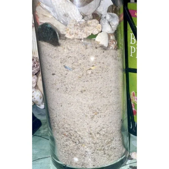 Gift Bag Of Beautiful Seashells Sourced From Coastal SE Georgia And NE Florida - Picture 11 of 16